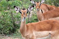 Impala