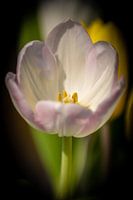 Tulp