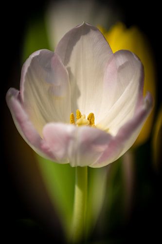 Tulp