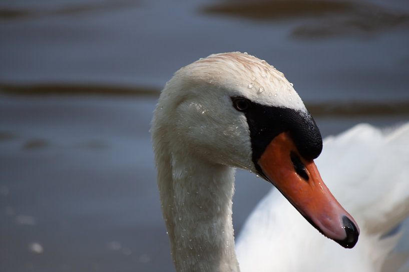 Cygne 1 par Roger Hagelstein