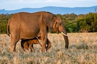 Mummy elephant with baby