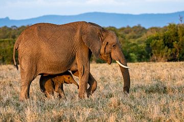 Mama olifant met baby van Anne Böhle