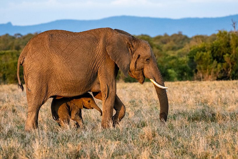 Mummy elephant with baby by Anne Böhle