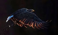 Adult White-tailed Eagle (Haliaeetus albicilla) by Beschermingswerk voor aan uw muur thumbnail
