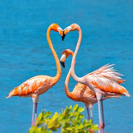 Flamingo Bonaire van Nicole Jagerman