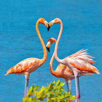 Flamingo Bonaire