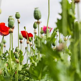 Papaver in detail sur Lisette de Rade