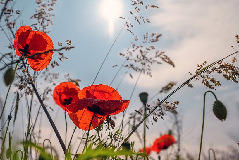 Mohnblumen im Morgenlicht von Kurt Krause