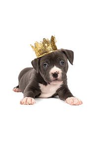 Ein grau-weißer amerikanischer Bully oder Bulldoggen-Welpe liegt mit einer goldenen Krone auf dem Ko