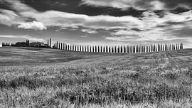 Cyprès en Toscane, Italie. sur Menno Schaefer