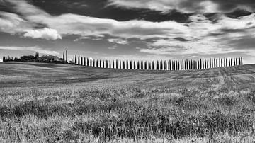 Cipressen bomen in Toscane Italie. van Menno Schaefer