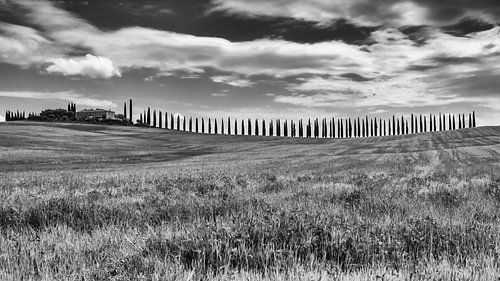 Cypress trees in Tuscany Italy.