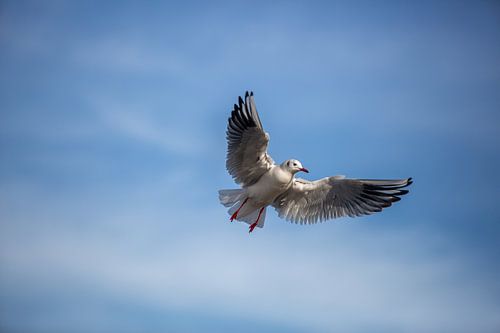 Zeemeeuw tijdens de vlucht
