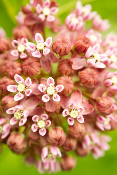 Pink Milkweed with Green Background I von Iris Holzer Richardson