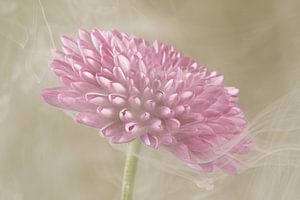 Sanfte, verträumte Romantik: Rauch, der um eine rosa Dahlie tanzt