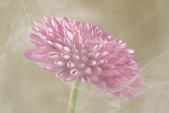 Sanfte, verträumte Romantik: Rauch, der um eine rosa Dahlie tanzt