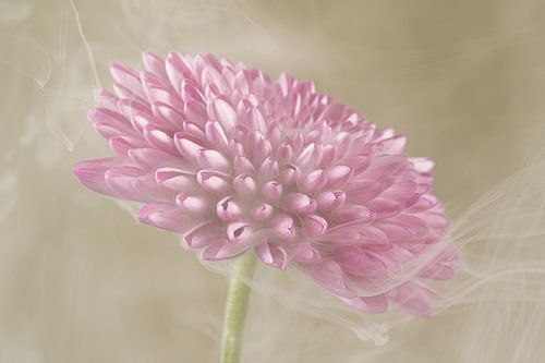 Sanfte, verträumte Romantik: Rauch, der um eine rosa Dahlie tanzt von Marjolijn van den Berg