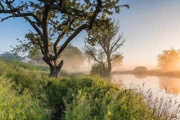 Lumière dorée lors d'une matinée magique au Werk aan de Groeneweg 2