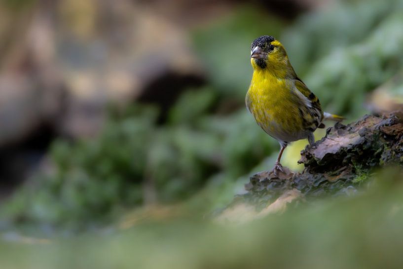 Siskin par WILBERT HEIJKOOP photography