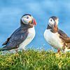 Puffin Duo by Jack Soffers