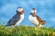 Puffin Duo by Jack Soffers thumbnail
