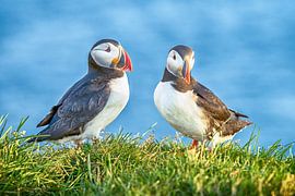 Papageientaucher-Duo von Jack Soffers