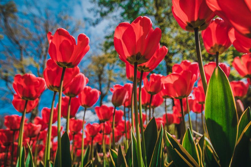 Veld roze tulpen von Stedom Fotografie