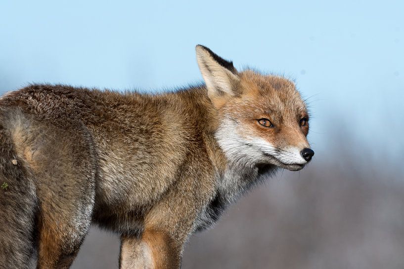 Een luisterend oor! von Robert Kok