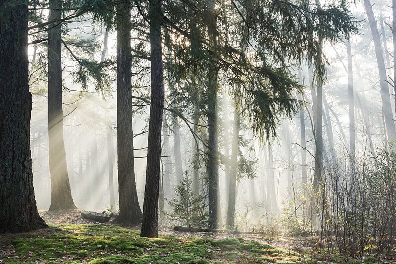 Sun beams the Zeister woods! by Peter Haastrecht, van