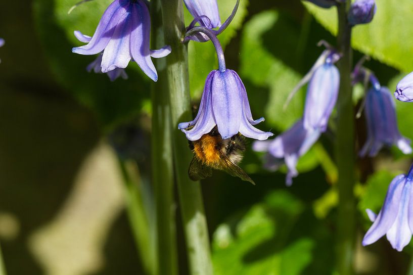 Lekker eten van de honing in de bloem van Dany Tiels