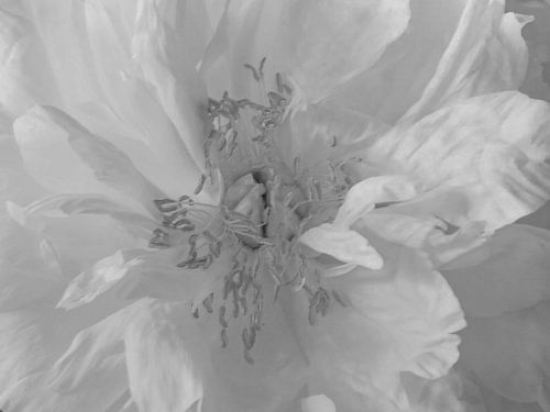 Peony