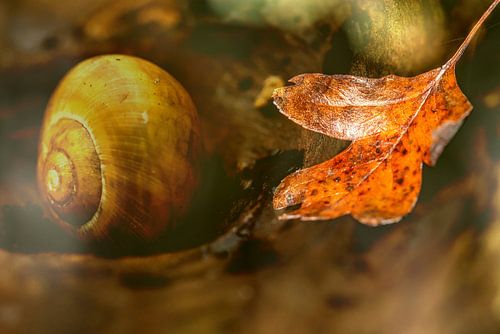 Autumn dream