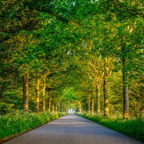 Chemin forestier