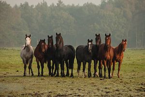 Curious horses (III)