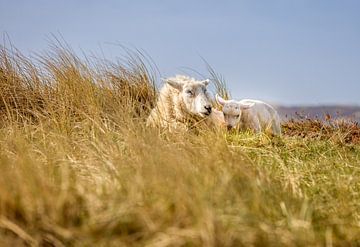 Ewe with lamb in the dunes on Sylt by Christian Müringer