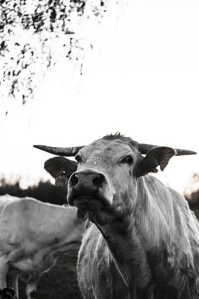 Who are you? by Sabine Timman