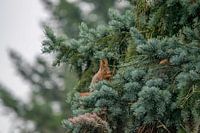 Eichhörnchen auf dem Weg zum Frühstück