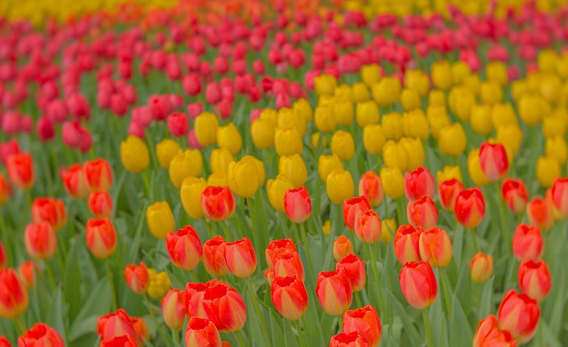 Tulips splendour by Andy Luberti