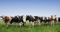 Cows in the meadow