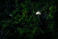 Champignon solitaire