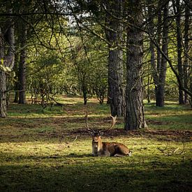 Les cerfs à l'âge de bronze sur Amber van der Velden