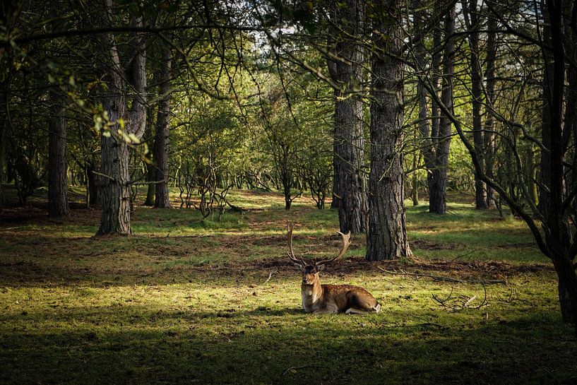 Les cerfs à l'âge de bronze par Amber van der Velden