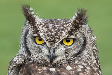 Spotted Eagle-Owl (Bubo africanus) by Ronald Pol
