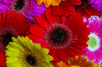 Kleurrijke gerbera's. Fleurige bloemen aan de muur.