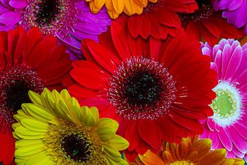 Kleurrijke gerbera's. Fleurige bloemen aan de muur. van GiPanini