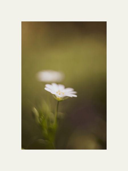 Tender flower by @Unique