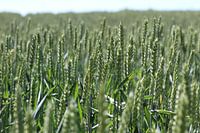 A wheat field