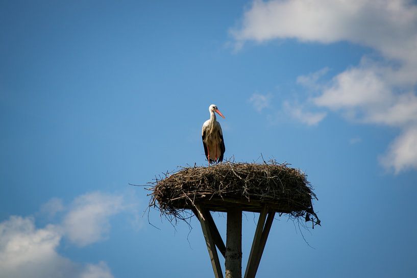 Der Storch und sein Nest von Jesse Lamberink