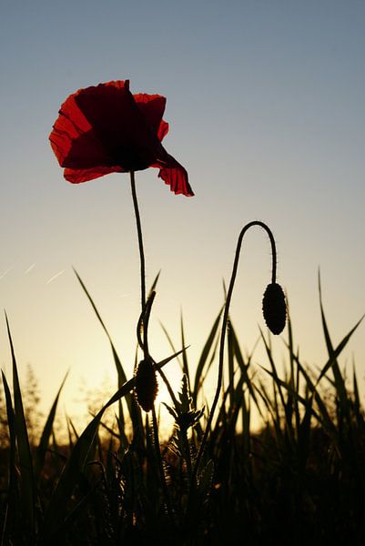 Mohn in der Abendsonne von Christop.nl