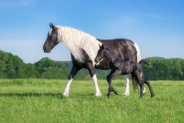 Barock Pinto Pferd Mutter mit niedlichen Fohlen von Katho Menden